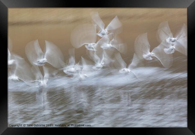 Gulls  Framed Print by Jane Osborne