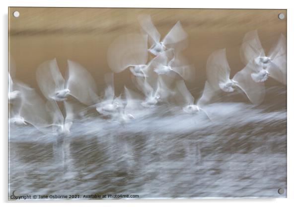 Gulls  Acrylic by Jane Osborne