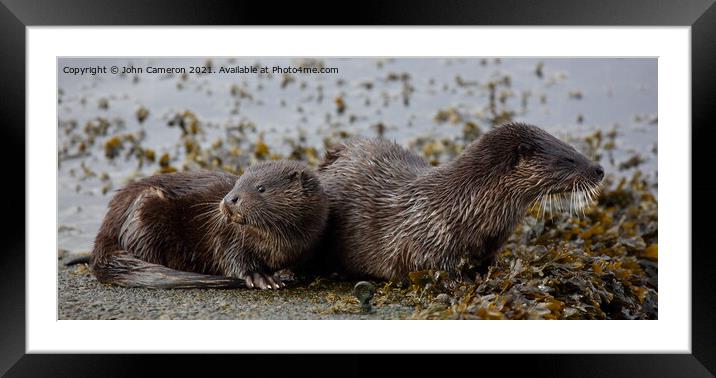 Otter with young. Framed Mounted Print by John Cameron