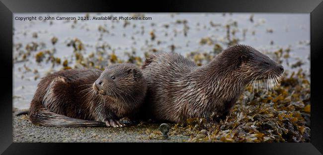 Otter with young. Framed Print by John Cameron