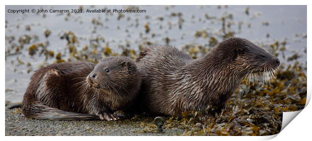 Otter with young. Print by John Cameron