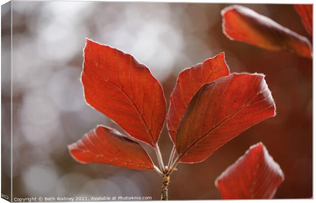 Red leaves Canvas Print by Beth Rodney