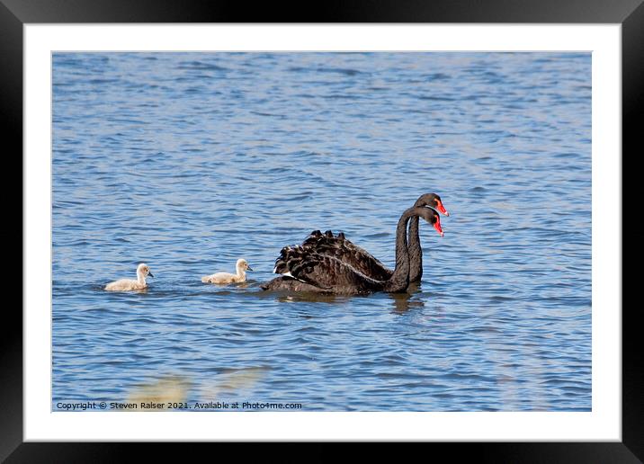 Black swans, Canberra, Australia Framed Mounted Print by Steven Ralser