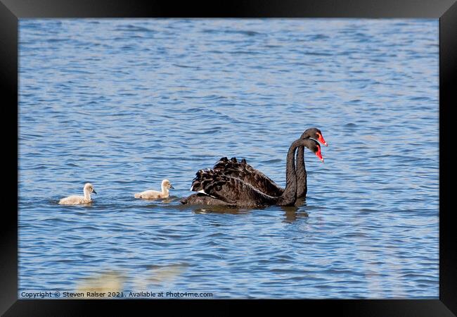 Black swans, Canberra, Australia Framed Print by Steven Ralser