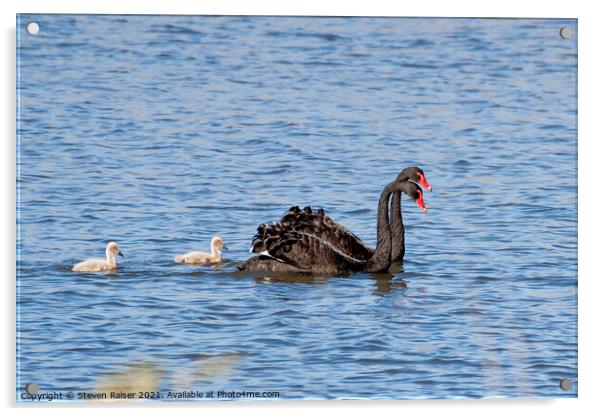 Black swans, Canberra, Australia Acrylic by Steven Ralser
