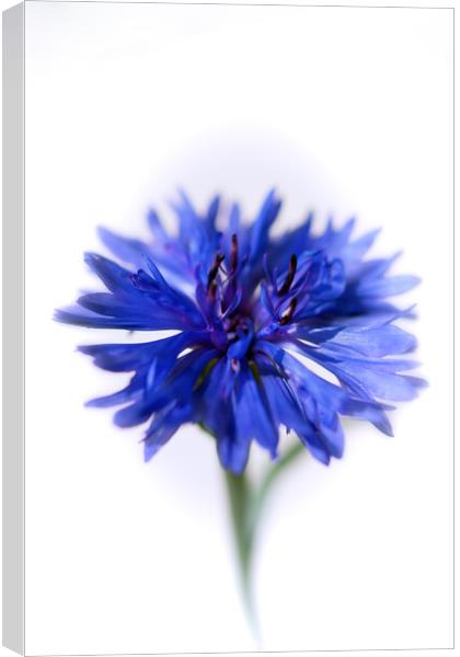 Blue Cornflower Canvas Print by Kasia Design