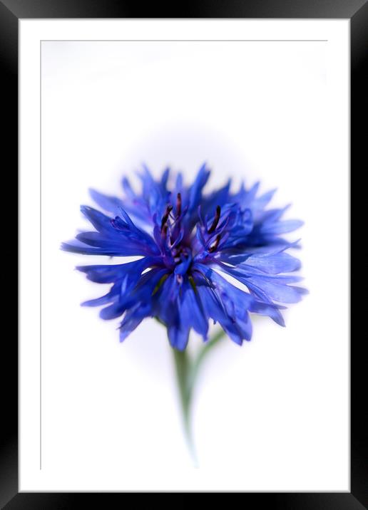 Blue Cornflower Framed Mounted Print by Kasia Design