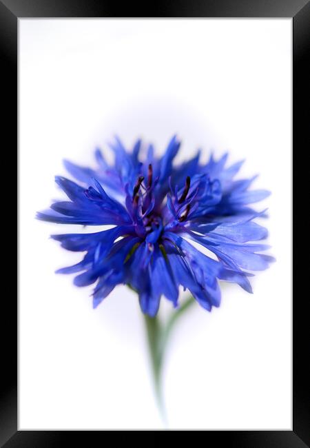 Blue Cornflower Framed Print by Kasia Design