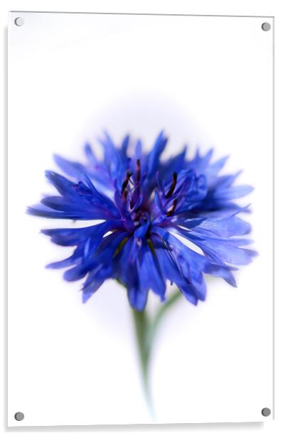 Blue Cornflower Acrylic by Kasia Design