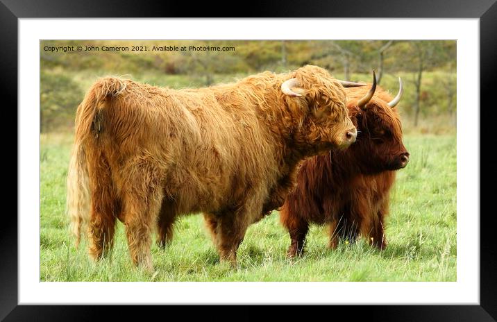 Highland Bull with Cow in Glen Nevis. Framed Mounted Print by John Cameron