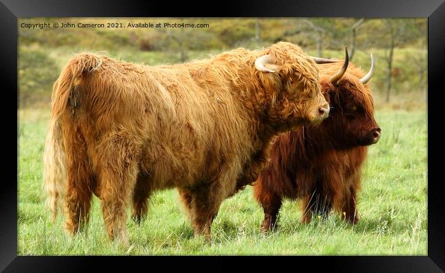 Highland Bull with Cow in Glen Nevis. Framed Print by John Cameron