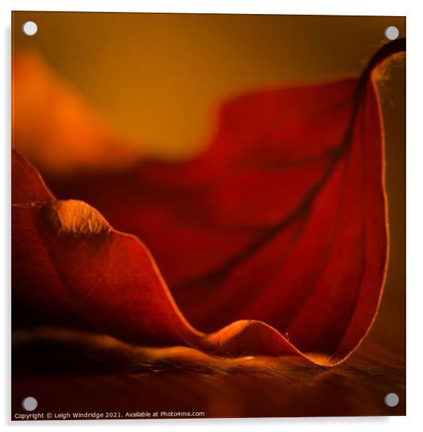 Autumn Leaf Macro Acrylic by Leigh Windridge