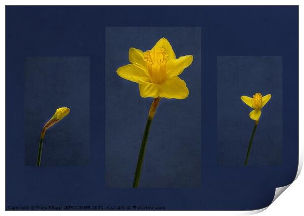 DAFFODIL - FROM BUD TO BLOOM Print by Tony Sharp LRPS CPAGB
