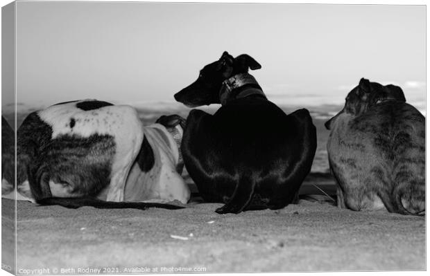 Greyhounds at the beach Canvas Print by Beth Rodney