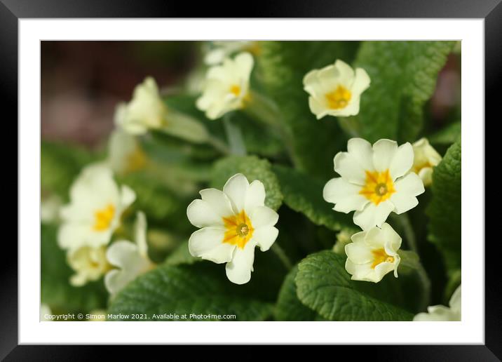 Radiant Spring Primroses Framed Mounted Print by Simon Marlow