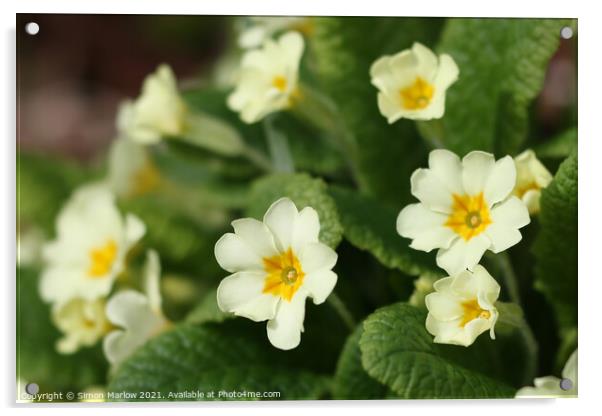 Radiant Spring Primroses Acrylic by Simon Marlow