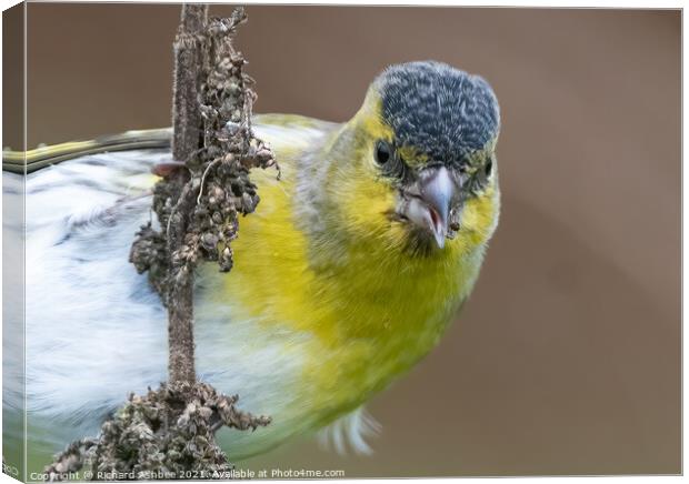 Close up of a Siskin feeding on weeds Canvas Print by Richard Ashbee