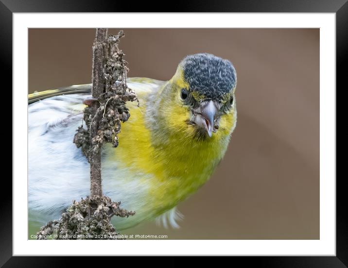 Close up of a Siskin feeding on weeds Framed Mounted Print by Richard Ashbee