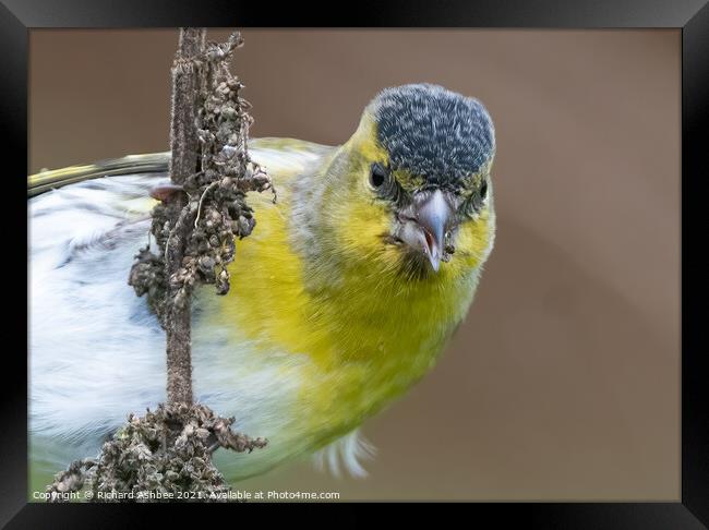 Close up of a Siskin feeding on weeds Framed Print by Richard Ashbee