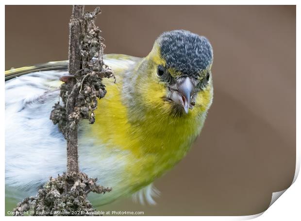 Close up of a Siskin feeding on weeds Print by Richard Ashbee