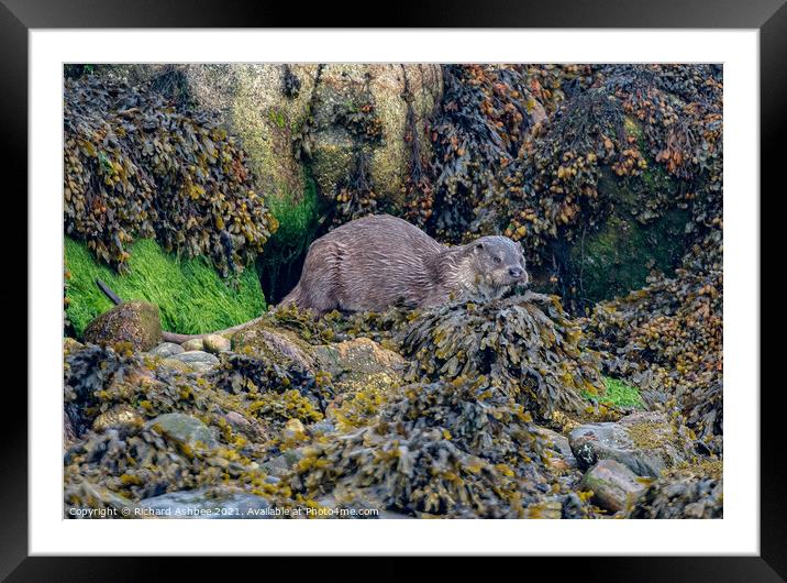 Shetland Otter Framed Mounted Print by Richard Ashbee