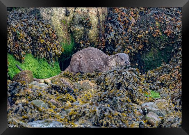 Shetland Otter Framed Print by Richard Ashbee