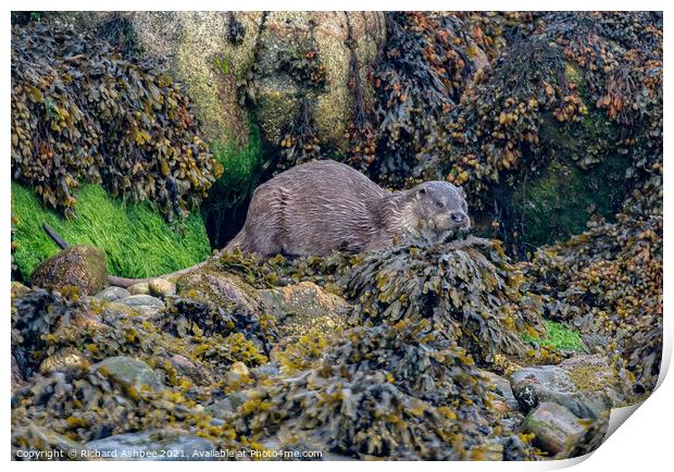 Shetland Otter Print by Richard Ashbee