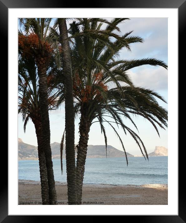 Palm Trees  Framed Mounted Print by Jacqui Farrell