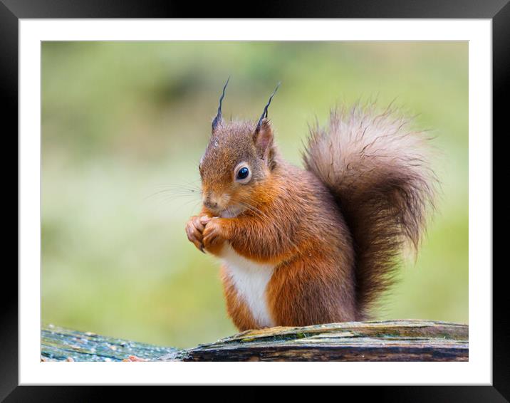 Red Squirrel  Framed Mounted Print by Tommy Dickson