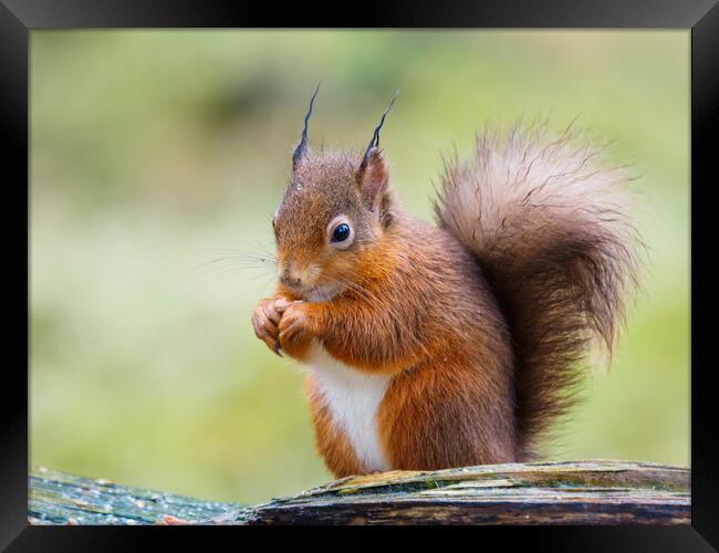 Red Squirrel  Framed Print by Tommy Dickson