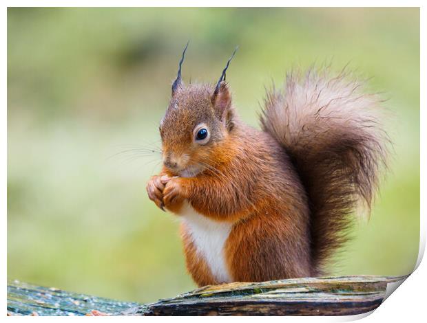Red Squirrel  Print by Tommy Dickson