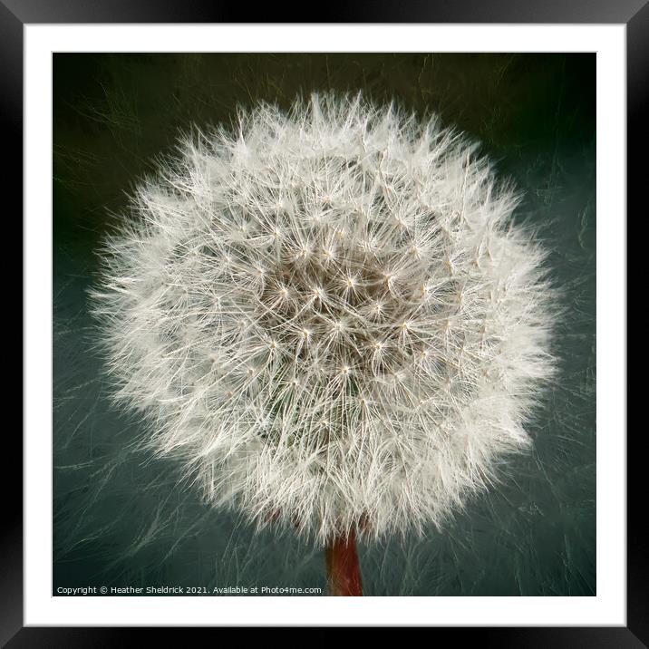 Dandelion Clock Framed Mounted Print by Heather Sheldrick