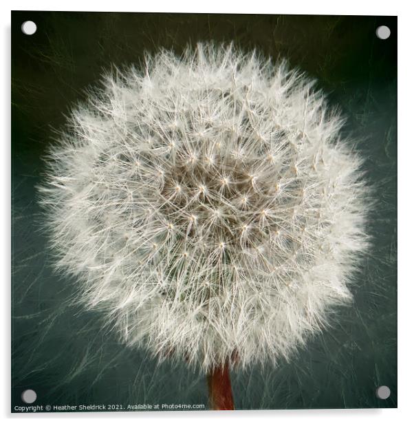 Dandelion Clock Acrylic by Heather Sheldrick