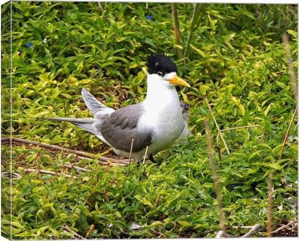 Crested Tern and Chick, Australia Canvas Print by Steven Ralser