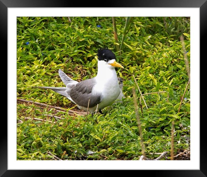 Crested Tern and Chick, Australia Framed Mounted Print by Steven Ralser