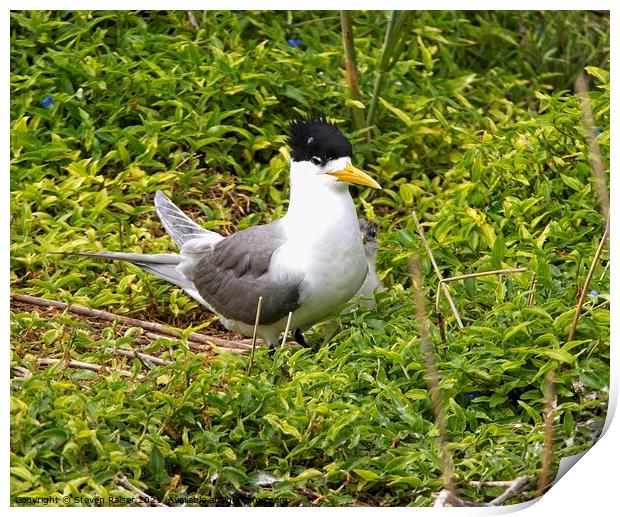 Crested Tern and Chick, Australia Print by Steven Ralser