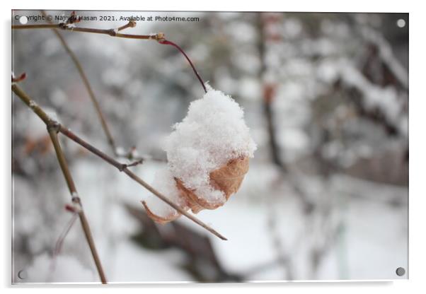 Snow on leaves of plant during snowfall winter season Acrylic by Photo Chowk