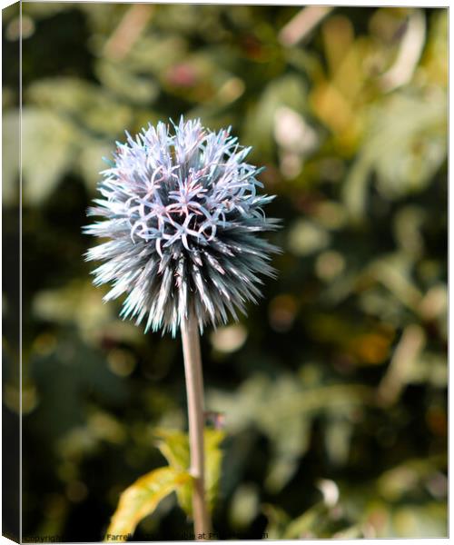 Globe Thistle Canvas Print by Jacqui Farrell