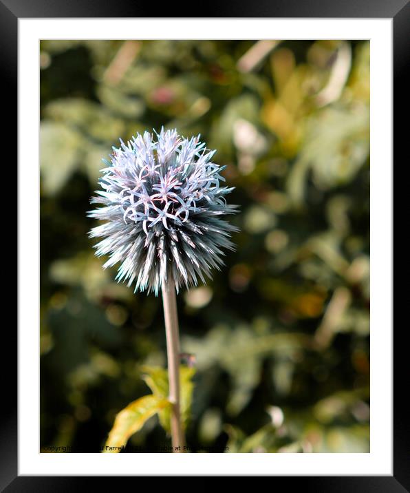 Globe Thistle Framed Mounted Print by Jacqui Farrell