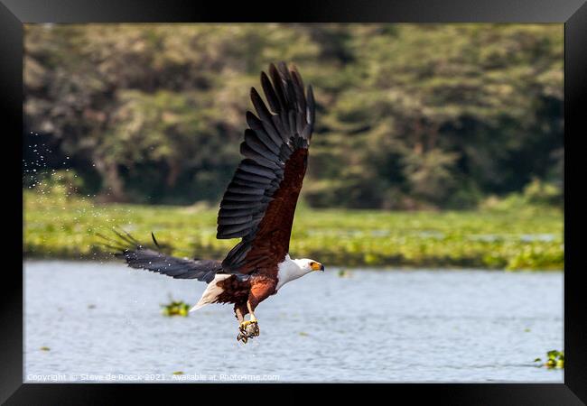 Fish Eagle Catches Its Lunch Framed Print by Steve de Roeck