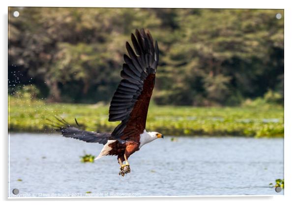 Fish Eagle Catches Its Lunch Acrylic by Steve de Roeck