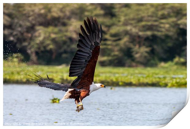 Fish Eagle Catches Its Lunch Print by Steve de Roeck