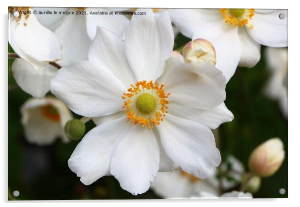 Flower of Japanese anemone Acrylic by aurélie le moigne