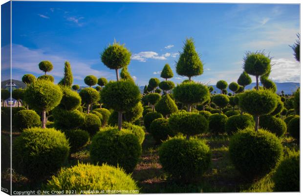 Topiary Canvas Print by Nic Croad