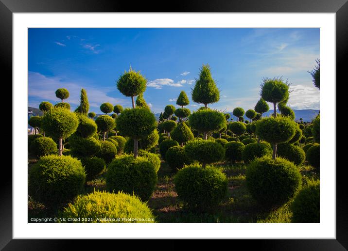 Topiary Framed Mounted Print by Nic Croad
