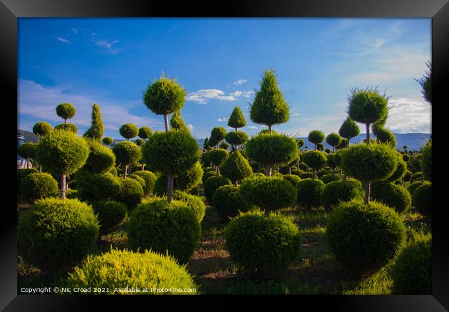 Topiary Framed Print by Nic Croad