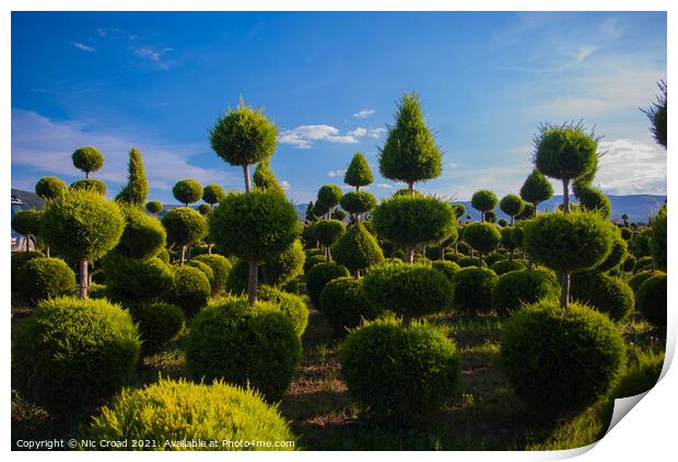 Topiary Print by Nic Croad