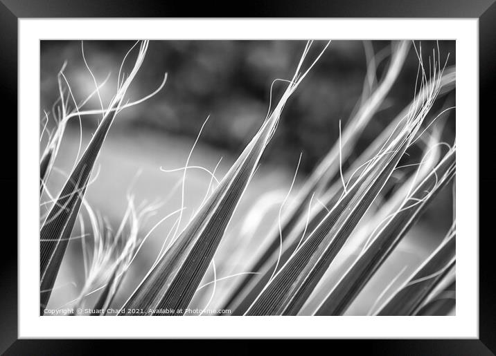 Palm tree fronds in monochrome Framed Mounted Print by Travel and Pixels 