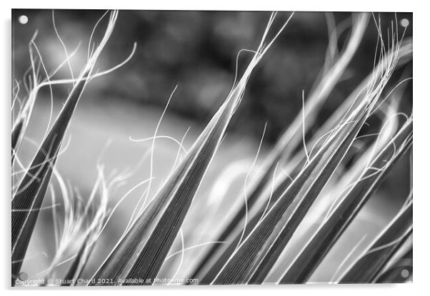 Palm tree fronds in monochrome Acrylic by Stuart Chard
