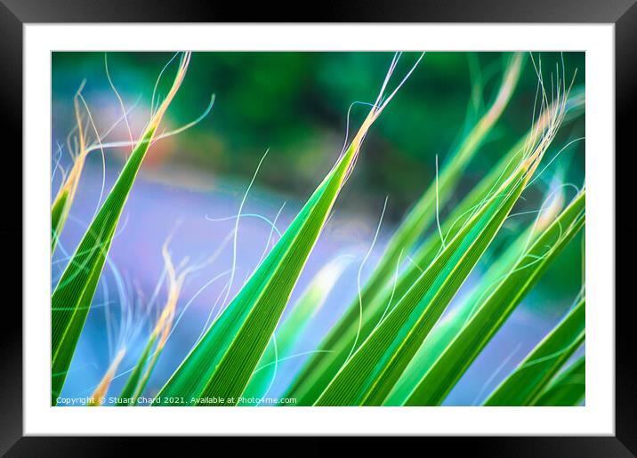 Plant leaves artwork Framed Mounted Print by Travel and Pixels 